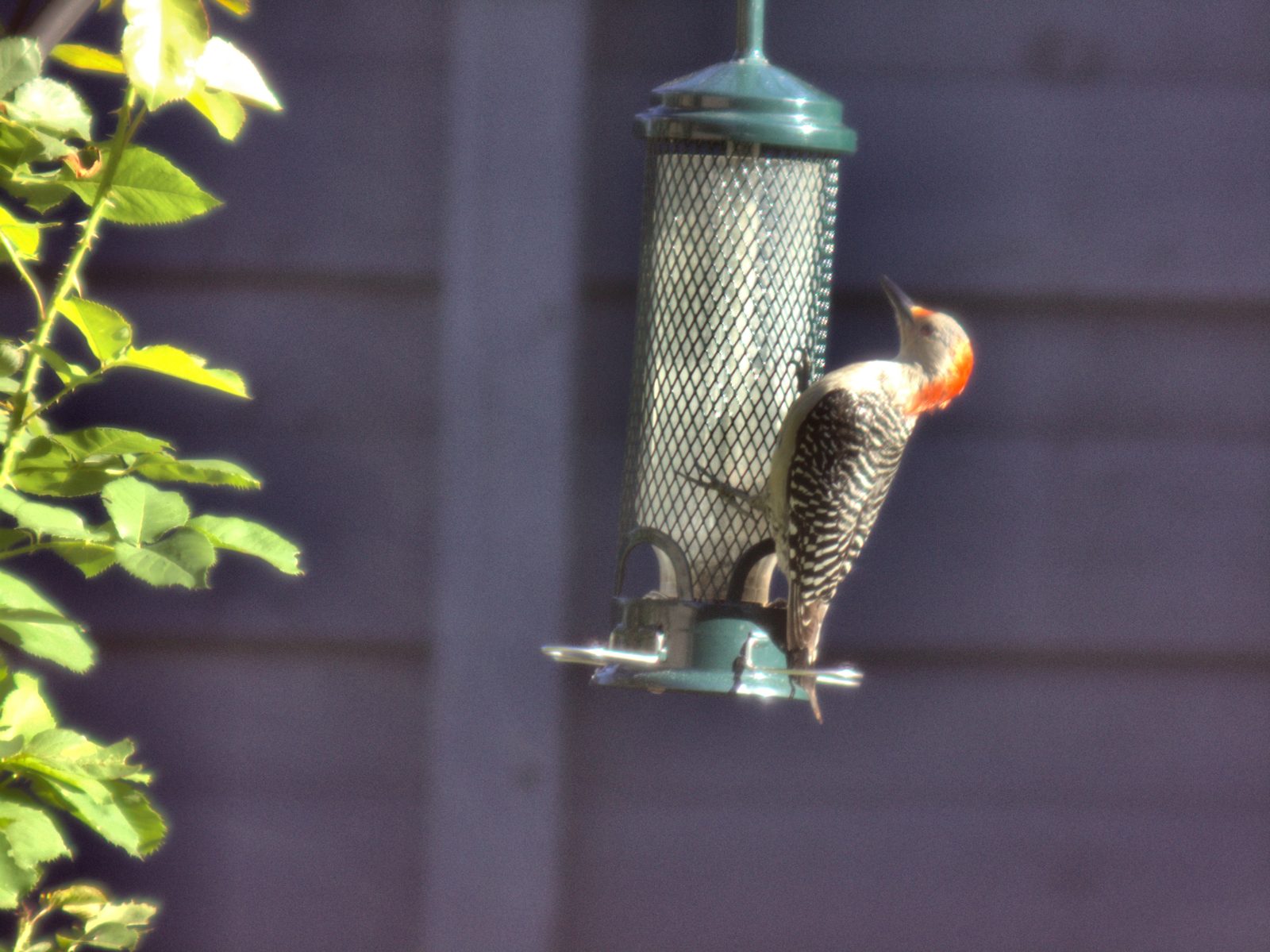 Real capture: Red-bellied Woodpecker